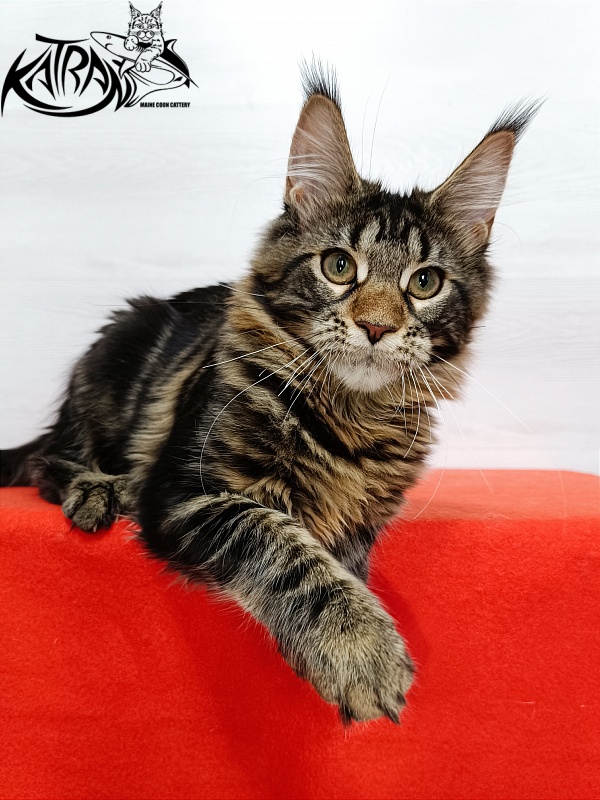 Katran Afina - Kitten maine-coon 4 months