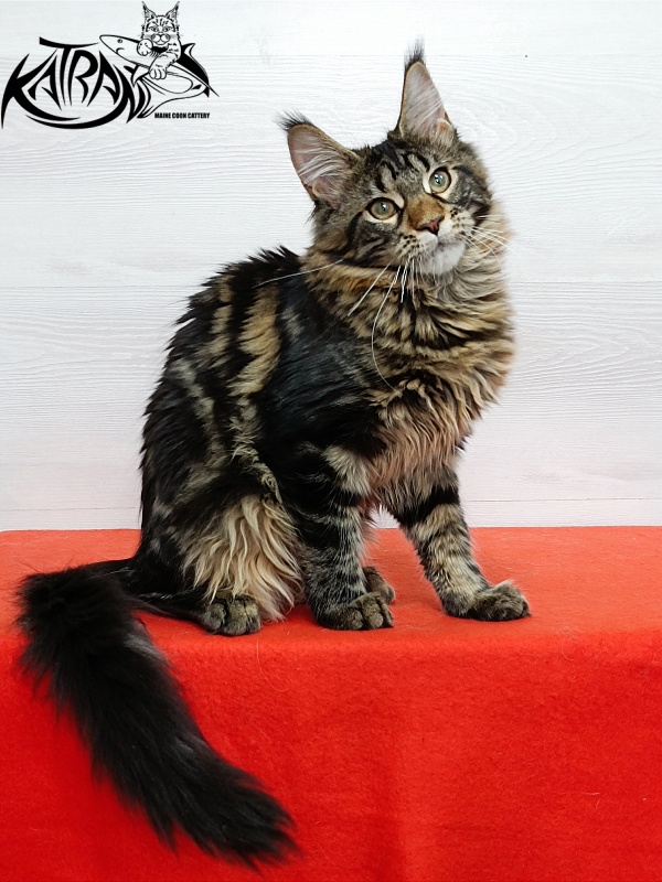 Katran Afina - Kitten maine-coon 4 months