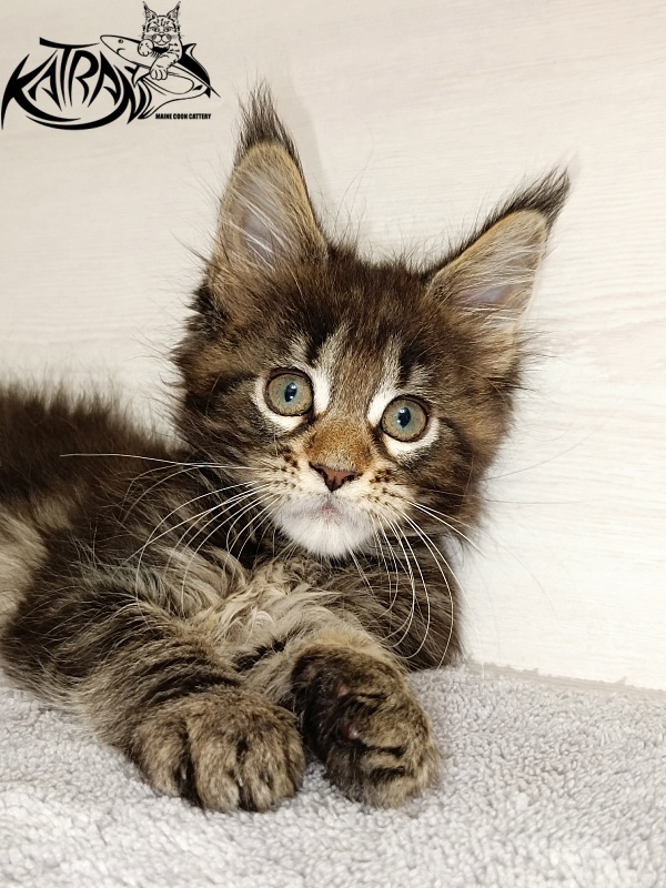 Katran Afina - Kitten maine-coon 2 months