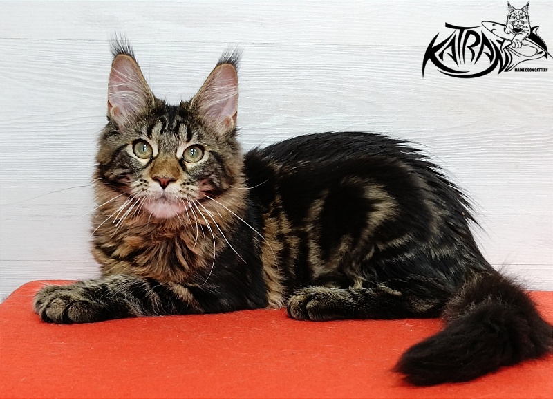 Katran Afina - Kitten maine-coon 4 months