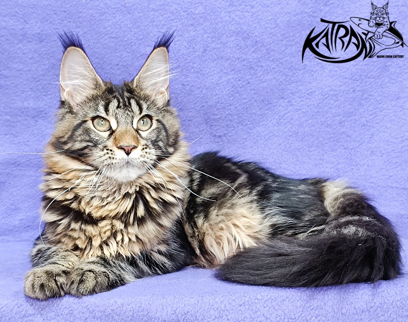 Katran Afina - Kitten maine-coon 4 months 3.5 weeks
