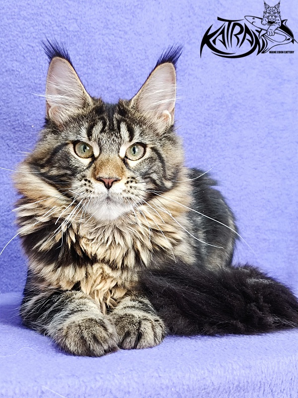Katran Afina - Kitten maine-coon 4 months 3.5 weeks