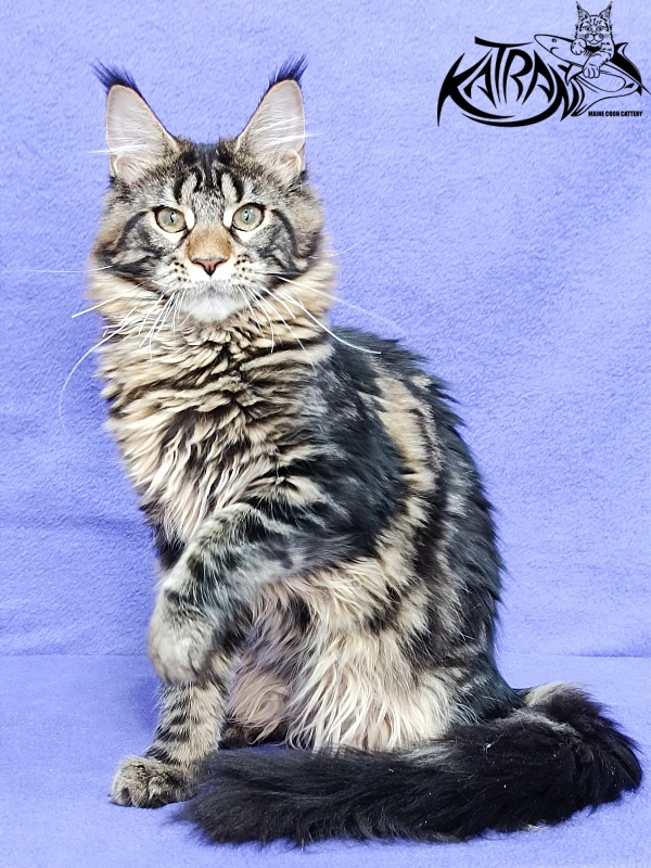 Katran Afina - Kitten maine-coon 4 months 3.5 weeks