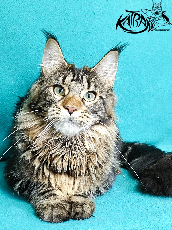 Katran Afina - Kitten maine-coon 6.5 months