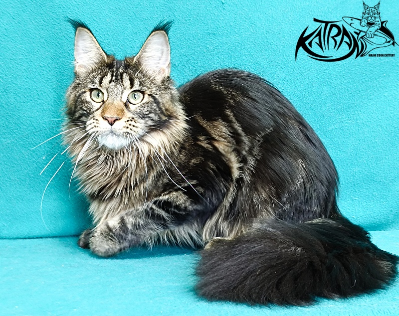 Katran Afina - Kitten maine-coon 6.5 months