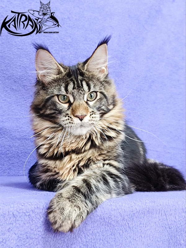 Katran Afina - Kitten maine-coon 4 months 3.5 weeks