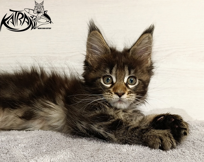 Katran Afina - Kitten maine-coon 2 months
