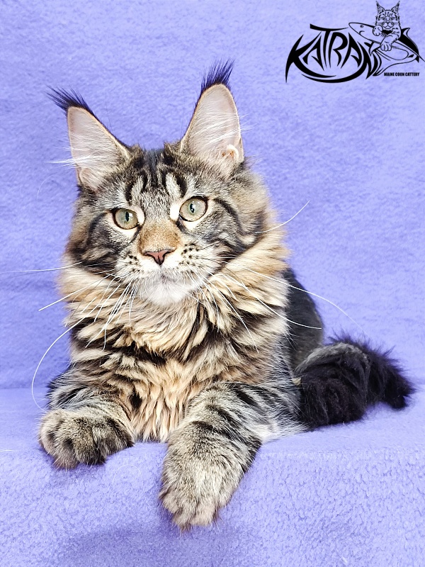 Katran Afina - Kitten maine-coon 4 months 3.5 weeks