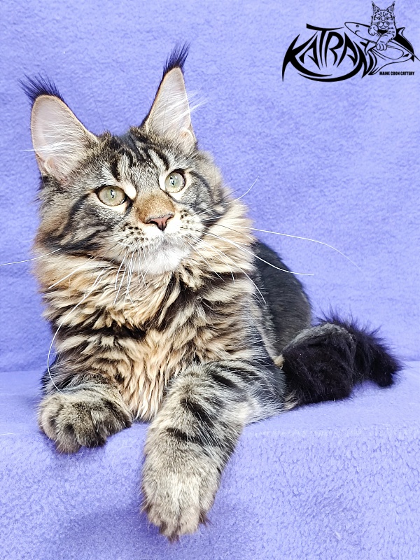 Katran Afina - Kitten maine-coon 4 months 3.5 weeks