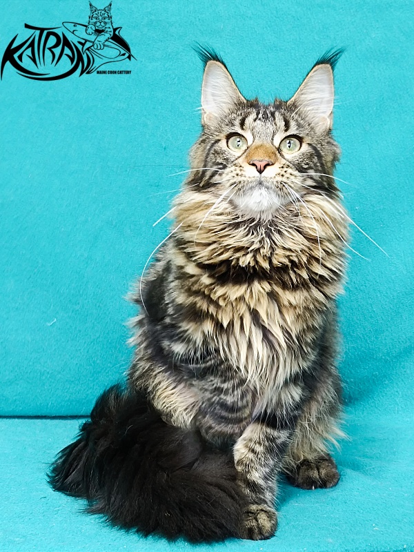 Katran Afina - Kitten maine-coon 6.5 months
