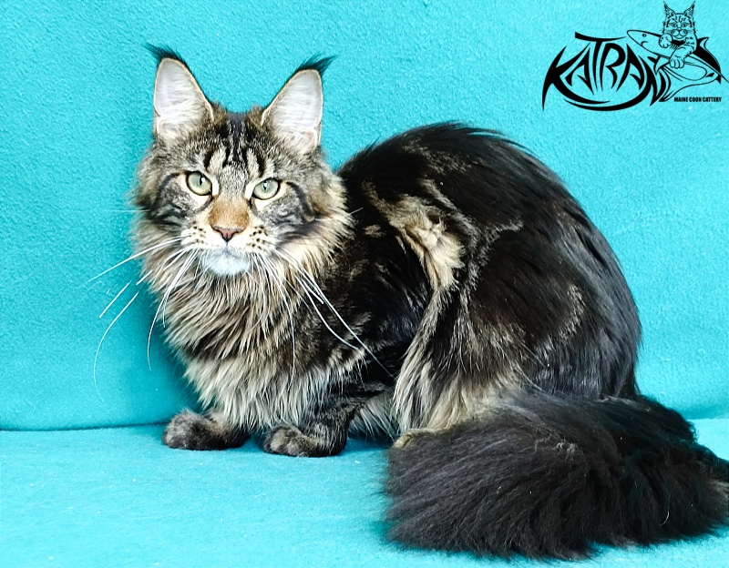 Katran Afina - Kitten maine-coon 6.5 months