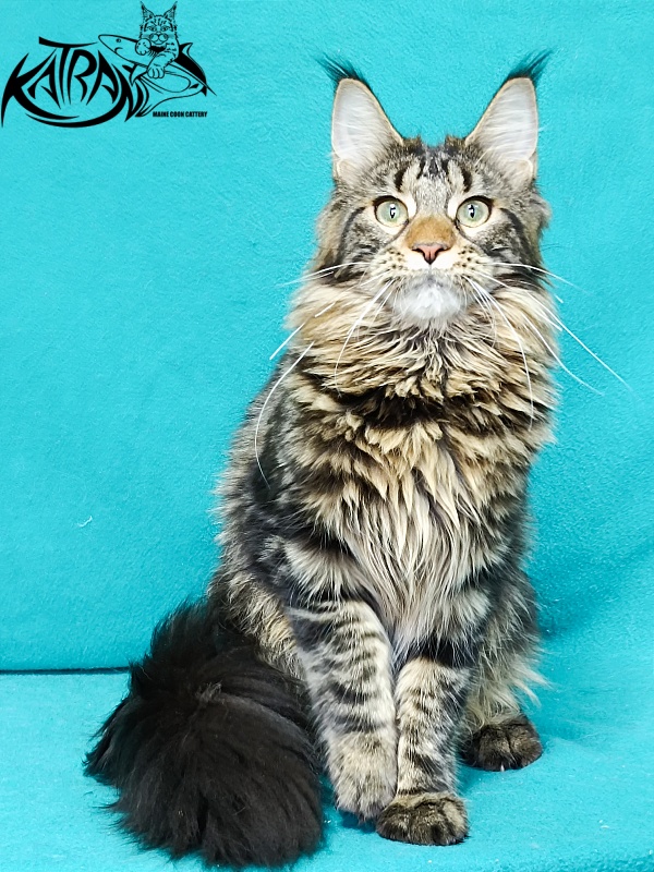 Katran Afina - Kitten maine-coon 6.5 months