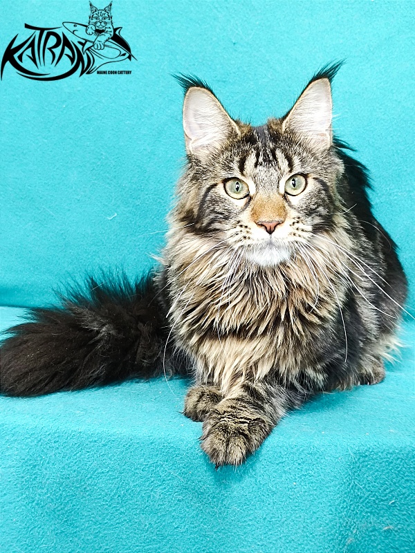 Katran Afina - Kitten maine-coon 6.5 months