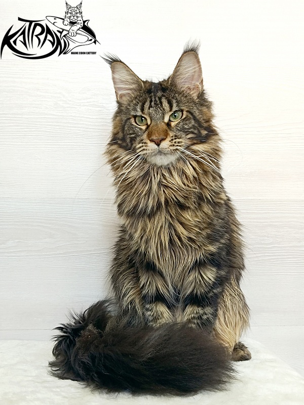 Katran Afina - Junior maine-coon 7.5 months