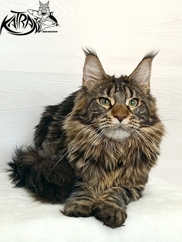Katran Afina - Junior maine-coon 7.5 months