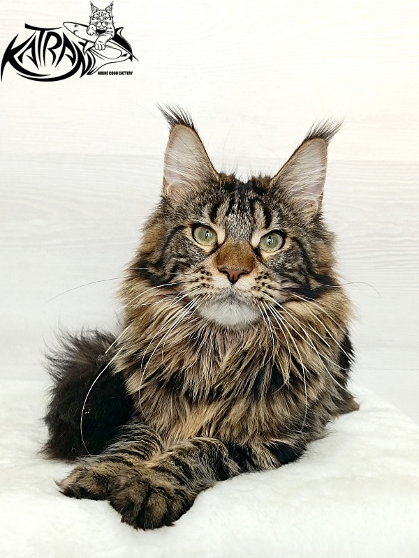 Katran Afina - Junior maine-coon 7.5 months