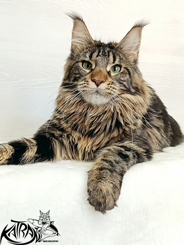 Katran Afina - Junior maine-coon 7.5 months