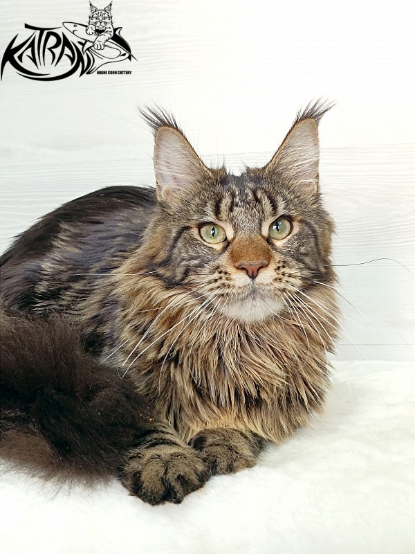 Katran Afina - Junior maine-coon 7.5 months