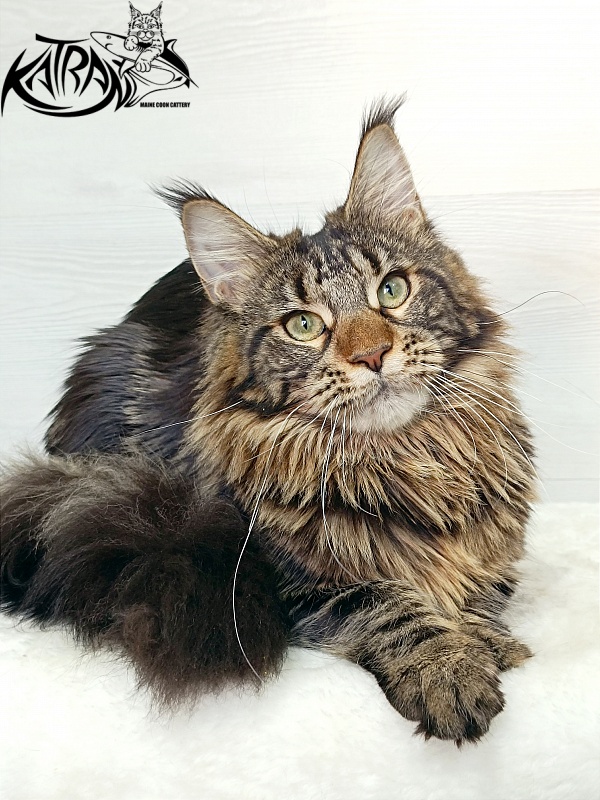 Katran Afina - Junior maine-coon 7.5 months