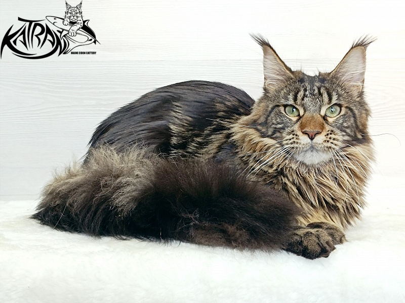 Katran Afina - Junior maine-coon 7.5 months