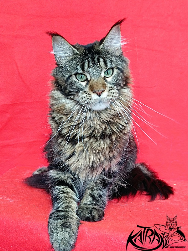 Katran Afina - Adult maine-coon 10 months