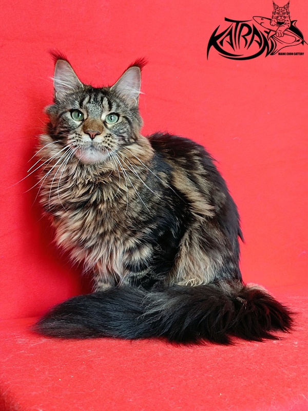 Katran Afina - Adult maine-coon 10 months