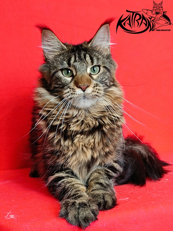 Katran Afina - Adult maine-coon 10 months