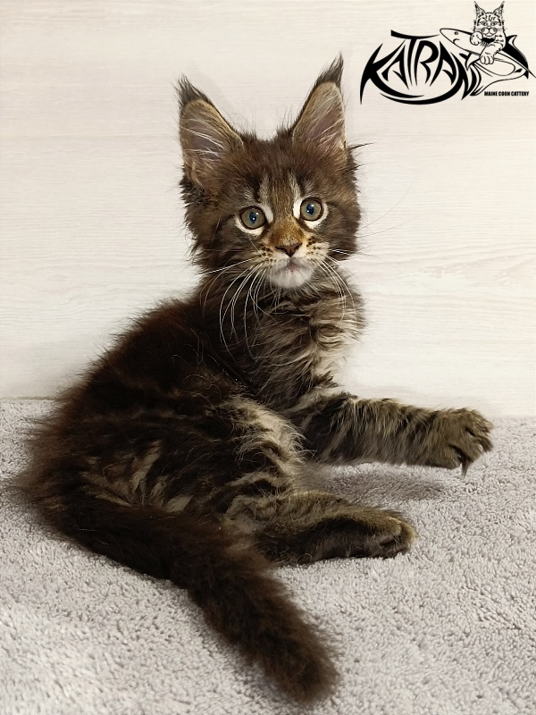 Katran Afina - Kitten maine-coon 2 months