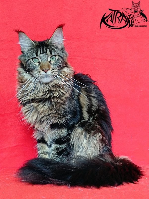 Katran Afina - Adult maine-coon 10 months
