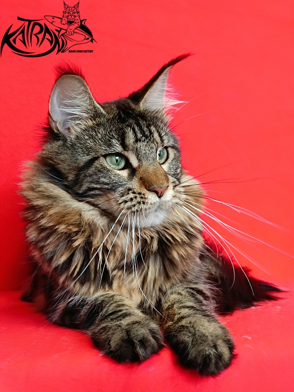 Katran Afina - Adult maine-coon 10 months