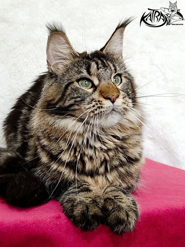 Katran Afina - Adult maine-coon 1 year 3.5 weeks