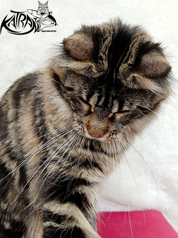 Katran Afina - Adult maine-coon 1 year 3.5 weeks