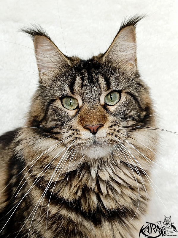 Katran Afina - Adult maine-coon 1 year 3.5 weeks