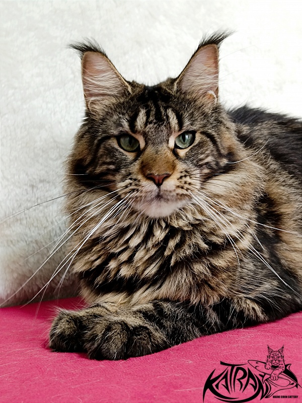 Katran Afina - Adult maine-coon 1 year 3.5 weeks