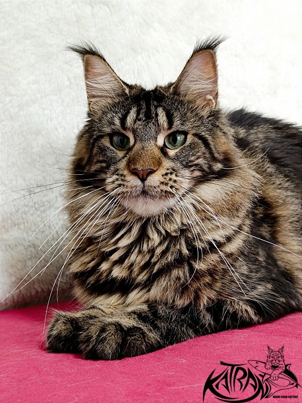 Katran Afina - Adult maine-coon 1 year 3.5 weeks