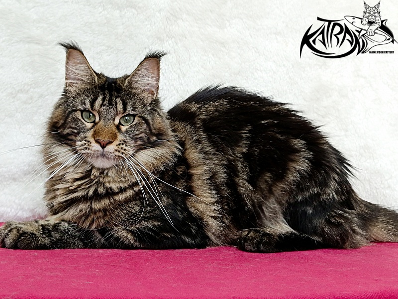 Katran Afina - Adult maine-coon 1 year 3.5 weeks