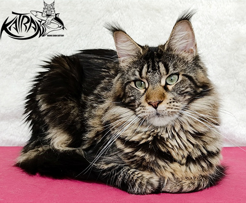 Katran Afina - Adult maine-coon 1 year 3.5 weeks
