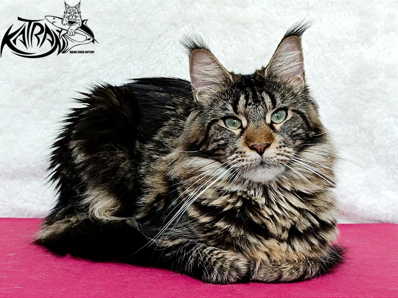 Katran Afina - Adult maine-coon 1 year 3.5 weeks