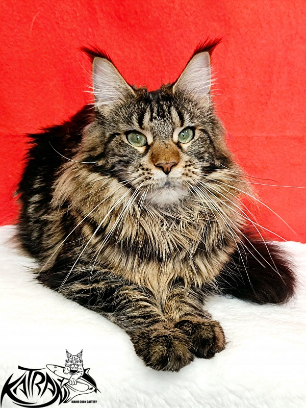Katran Afina - Adult maine-coon 1 year 3 months