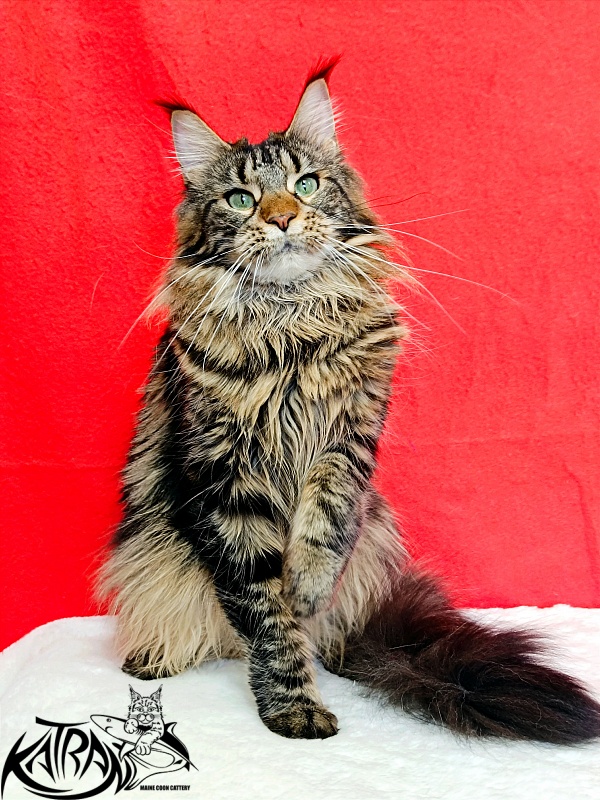 Katran Afina - Adult maine-coon 1 year 3 months