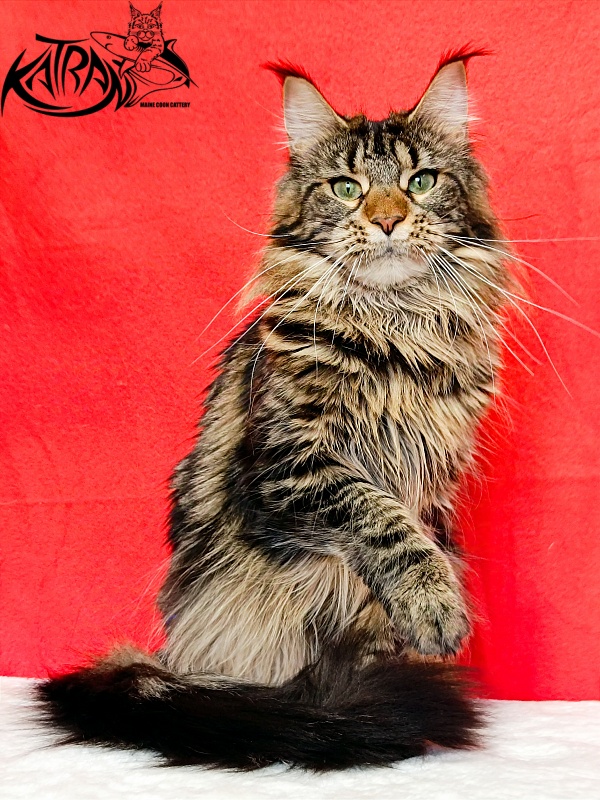 Katran Afina - Adult maine-coon 1 year 3 months