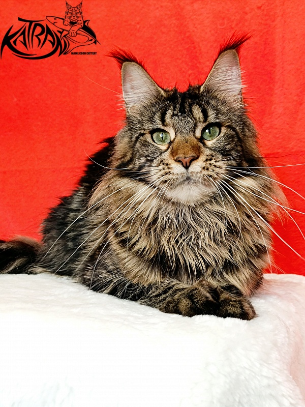Katran Afina - Adult maine-coon 1 year 3 months