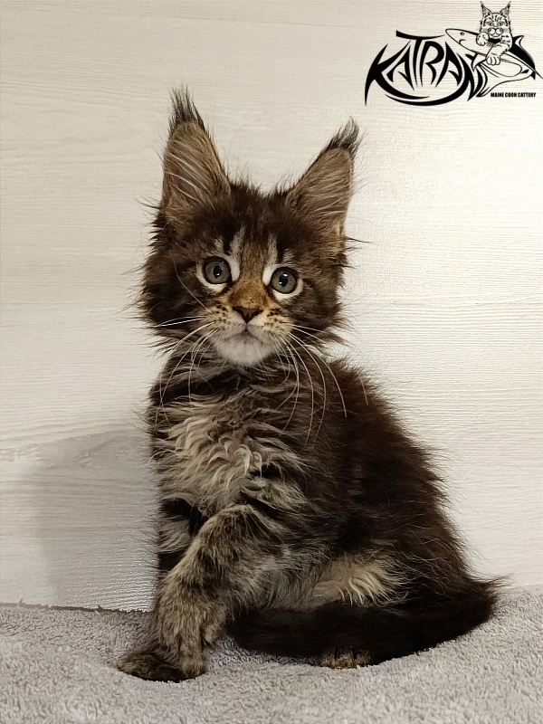 Katran Afina - Kitten maine-coon 2 months