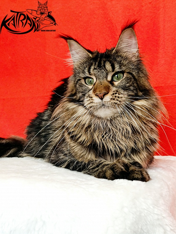 Katran Afina - Adult maine-coon 1 year 3 months