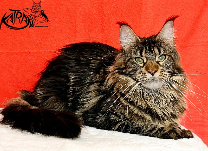 Katran Afina - Adult maine-coon 1 year 3 months