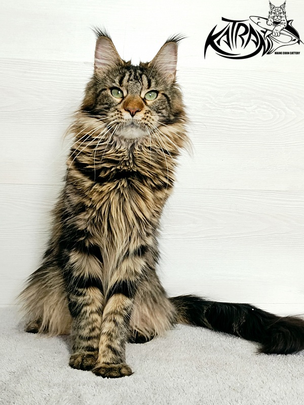 Katran Afina - Adult maine-coon 1 year 5 months