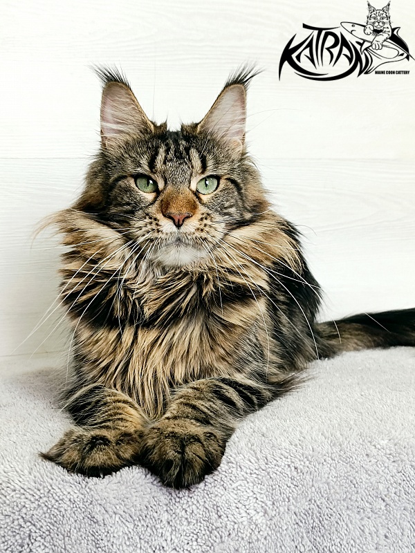 Katran Afina - Adult maine-coon 1 year 5 months