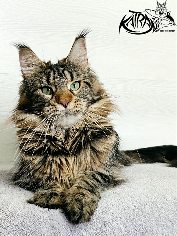 Katran Afina - Adult maine-coon 1 year 5 months