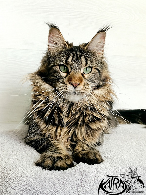 Katran Afina - Adult maine-coon 1 year 5 months