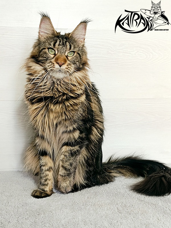 Katran Afina - Adult maine-coon 1 year 5 months